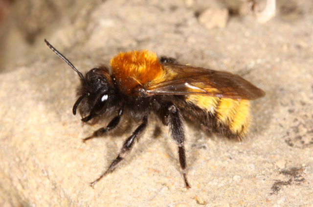 Andrena fulva - Copyright Denis Bourgeois